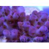 Acropora ultra Hyacynthus red  Taille S