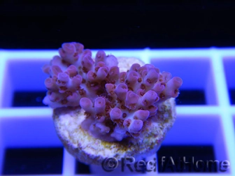 Acropora ultra Hyacynthus red  Taille S