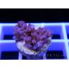 Acropora ultra Hyacynthus red  Taille S