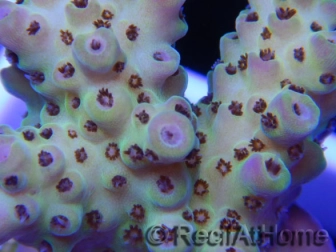 Acropora ultra fidji gold et rose Taille S