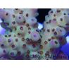 Acropora ultra fidji gold et rose Taille S