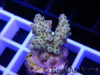 Acropora ultra fidji gold et rose Taille S