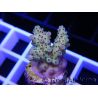 Acropora ultra fidji gold et rose Taille S