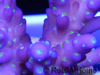 Acropora ultra nana violet green tips