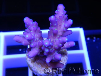 Acropora ultra nana violet green tips