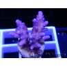 Acropora ultra nana violet green tips