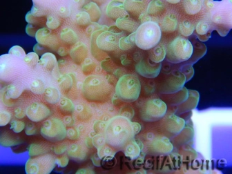 Acropora ultra Jakarta purple tips Taille S