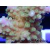 Acropora ultra Jakarta purple tips Taille S