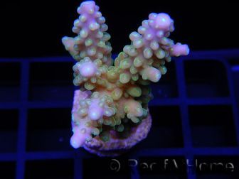 Acropora ultra Jakarta purple tips Taille S