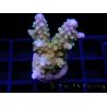 Acropora ultra Jakarta purple tips Taille S