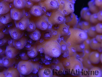 Acropora ultra humilis polypes bleus Taille S