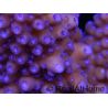 Acropora ultra humilis polypes bleus Taille S