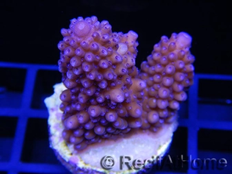 Acropora ultra humilis polypes bleus Taille S