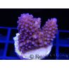 Acropora ultra humilis polypes bleus Taille S