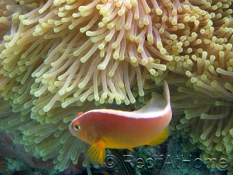 Amphiprion akallopisos 