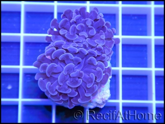 Euphyllia paraancora Bleu/violet Taille S