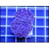 Euphyllia paraancora Bleu/violet Taille S