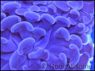 Euphyllia paraancora Bleu/violet Taille S