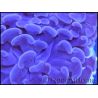 Euphyllia paraancora Bleu/violet Taille S