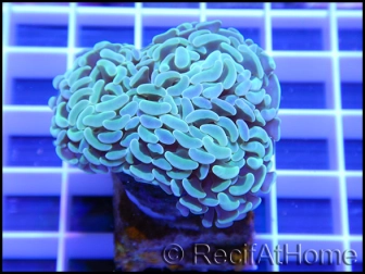 Euphyllia paraancora bleu ultra Taille S