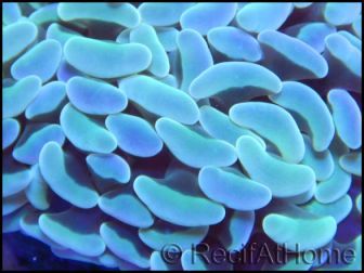 Euphyllia paraancora bleu ultra Taille S