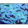 Euphyllia paraancora bleu ultra Taille S