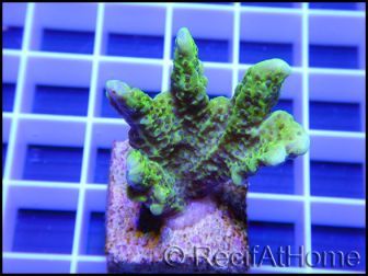 Montipora confusa Vert fluo taille S