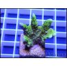 Montipora confusa Vert fluo taille S