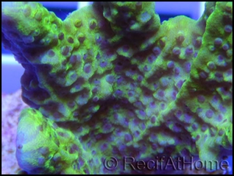 Montipora confusa Vert fluo taille S