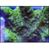 Montipora confusa Vert fluo taille S