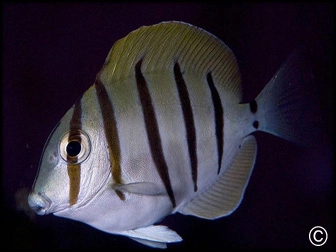 Acanthurus triostegus