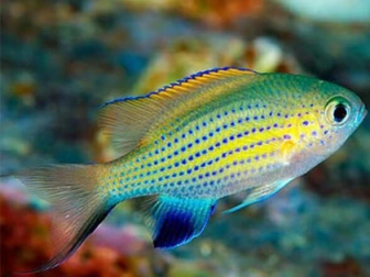 Chromis venderbilti