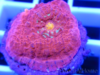 Echinophyllia Red Volcano Chalice