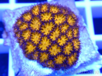 Leptastrea GOLD Ultra