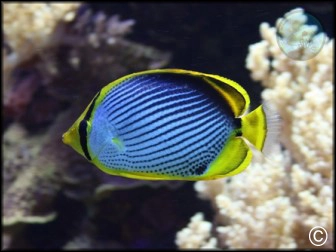 Chaetodon melannotus