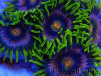 ZOA PG ULTRA +de 5 polypes