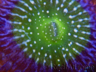 ZOA Granny apple smith ULTRA au polype