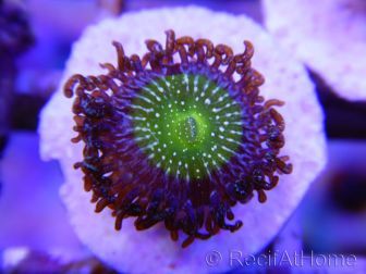 ZOA Granny apple smith ULTRA au polype