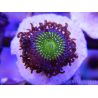 ZOA Granny apple smith ULTRA au polype