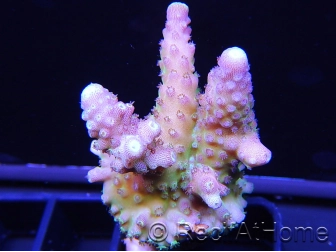 RAH Acropora Rainbow mango Taille S