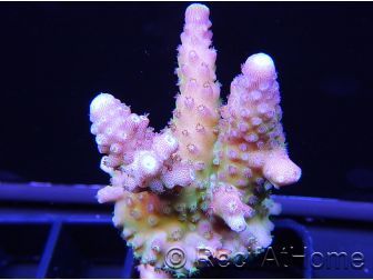 RAH Acropora Rainbow mango Taille S