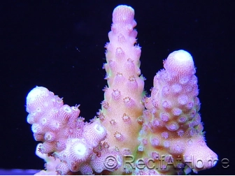 RAH Acropora Rainbow mango Taille S