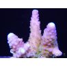 RAH Acropora Rainbow mango Taille S