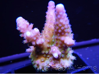 RAH Acropora Rainbow mango Taille S