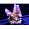 RAH Acropora Rainbow mango Taille S