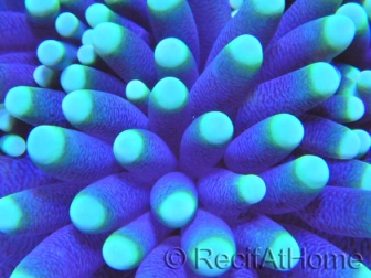 Euphyllia glabrescens toxic green grade A 