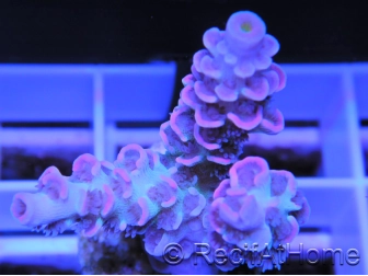 RAH Blurred Pink Tenuis Acropora