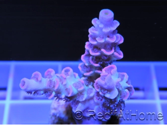 RAH Blurred Pink Tenuis Acropora