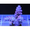 RAH Blurred Pink Tenuis Acropora