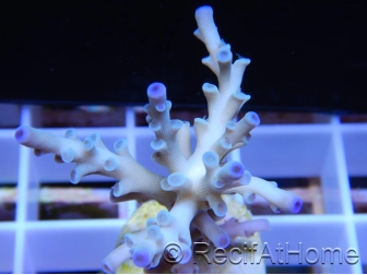 Blue Icefire Morphe 1 Acropora echinata